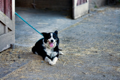 Border Collie Hundefutter - für jede Aktivität das passende Futter.