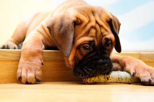 Bullmastiff Hundefutter - gesundes Futter für Groß und Klein.