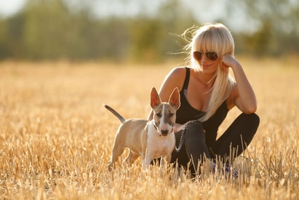 Richtige Erziehung und passendes Bullterrier Hundefutter für den perfekten Begleiter.