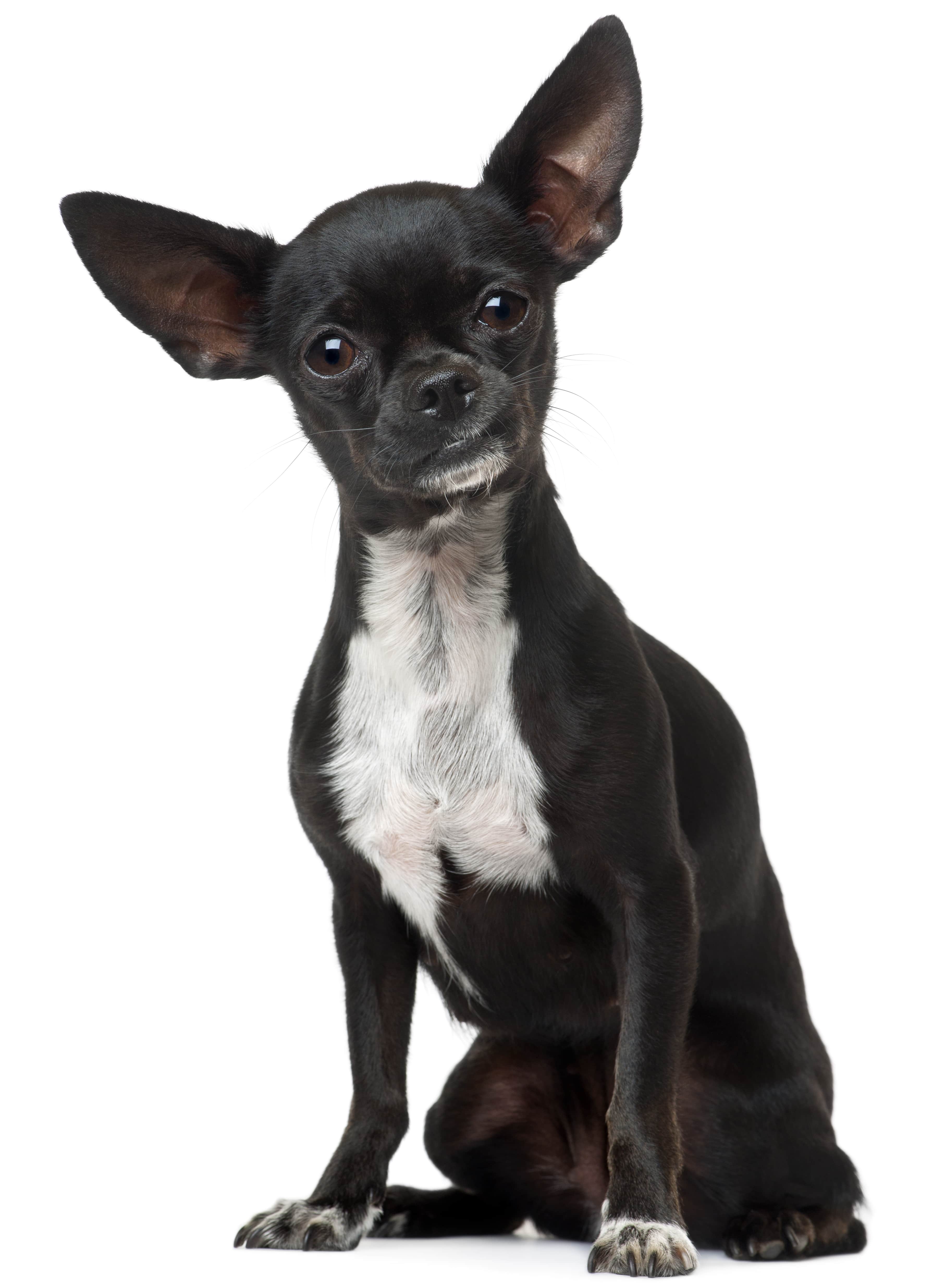 Welpen mini chihuahua kurzhaar Chihuahua kaufen