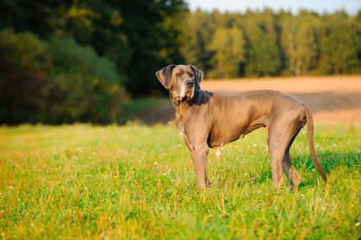 Ein riesiger Hund braucht Massen an Deutsche Doggen Hundefutter.