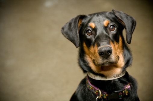Das richtige Dobermann Hundefutter zu finden ist jetzt ganz einfach.