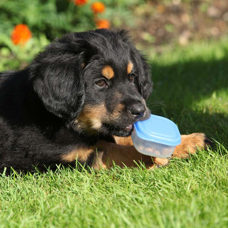 Hovawart Hundefutter - von klein auf, dass richtige Futter.