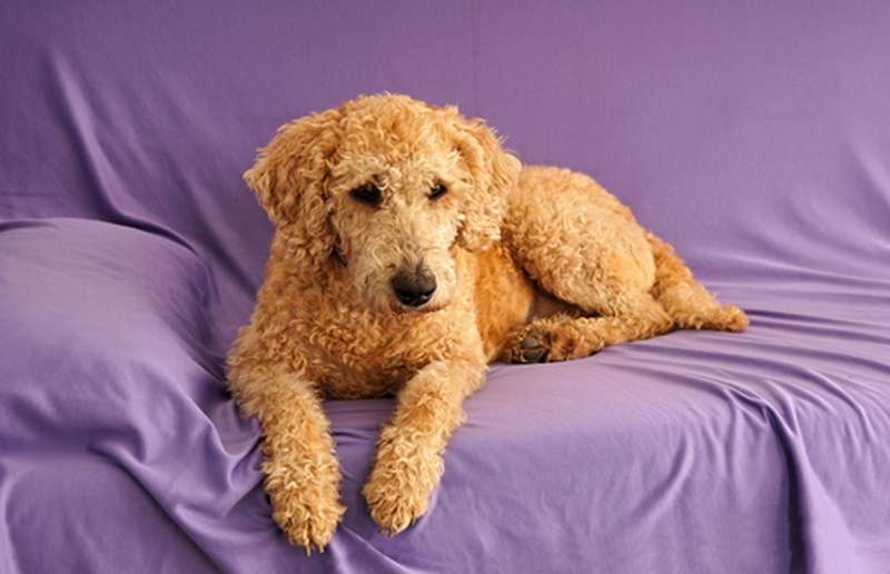 Labradoodle Hundefutter - ein gesundes Futter für ein vitales Hundeleben.