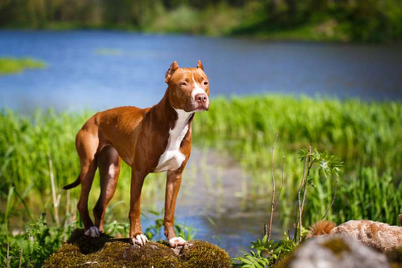 American Pitbull Terrier Hundefutter - passendes Futter.