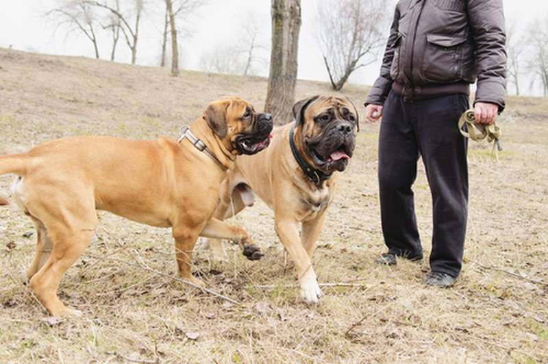 Bullmastiff Hundefutter - für einen starken Hund nur das Feinste.