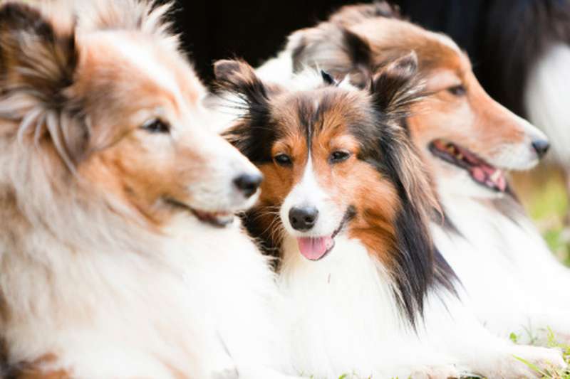 individuelles Collie Hundefutter für Ihren Hund