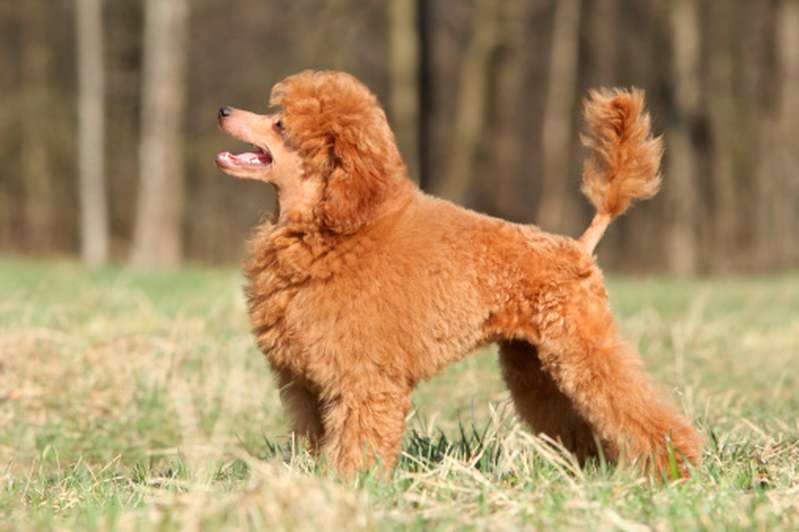 Ein guter Pudel hat richtiges Pudel Hundefutter.