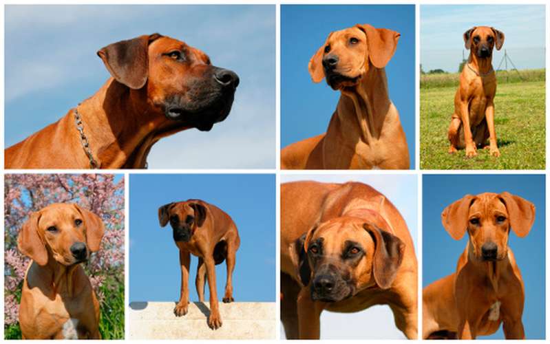 Rhodesian Ridgeback Hundefutter - passendes Hundefutter für jede Rasse.