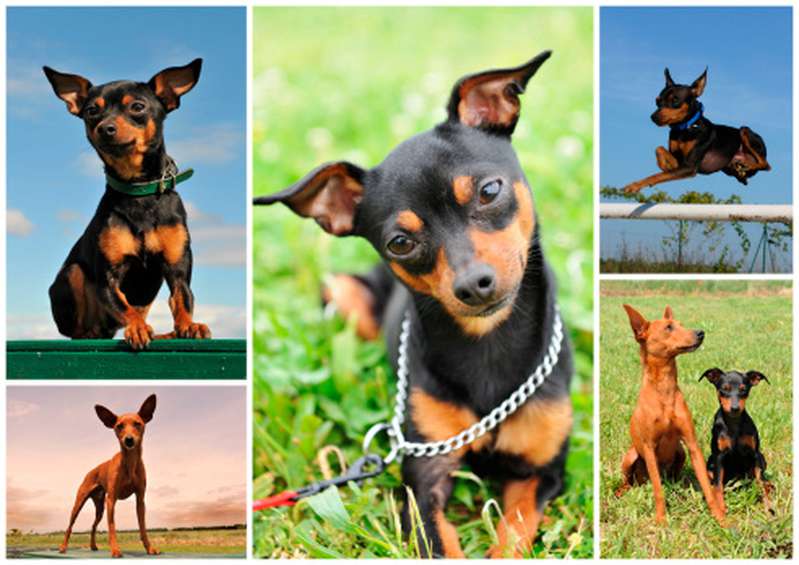 Zwergpinscher Hundefutter - saftig und lecker