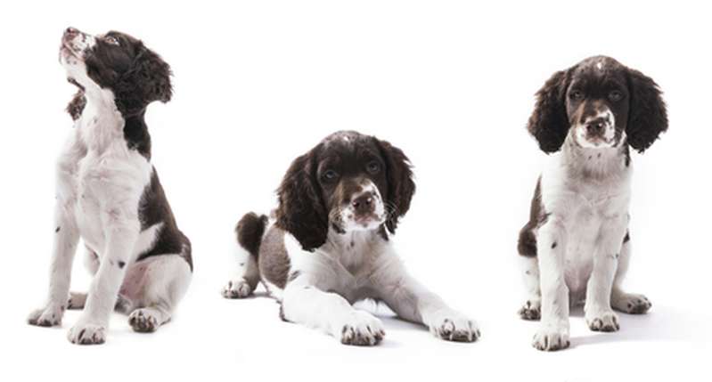 Kleiner Münsterländer Hundefutter - schnell und einfach gefunden.