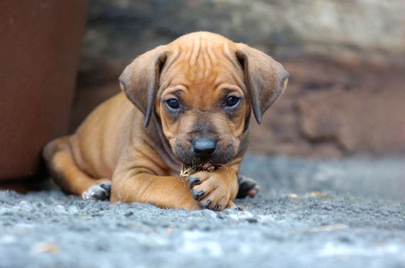 Rhodesian Ridgeback Hundefutter - von Anfang an das beste Futter.