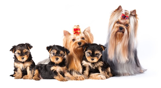 Yorkshire Terrier Hundefutter - für seidiges Fell benötigt man hochwertiges Futter.