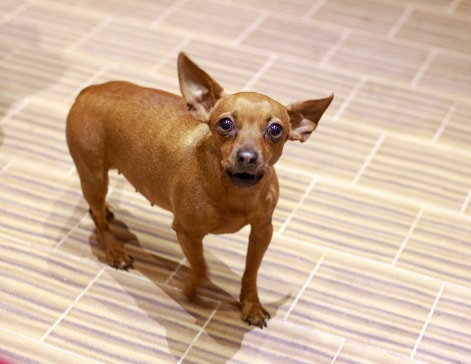 Zwergpinscher Hundefutter - kleiner Hund, große Vielfalt.