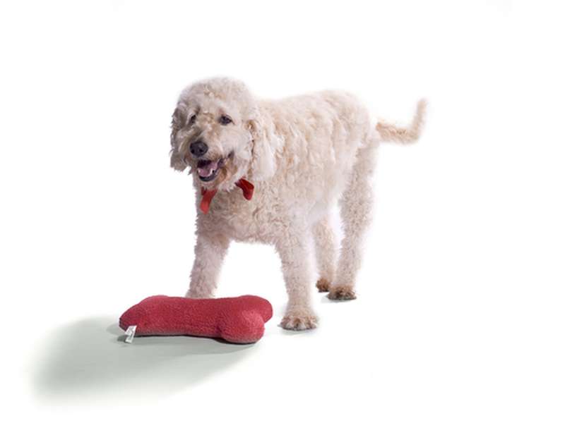 Labradoodle Hundefutter - passend auf den Hund zugeschnitten.