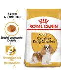 Cavalier King Charles Adult 1,5 kg