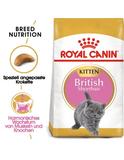 British Shorthair Kitten 10 kg
