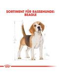 Beagle Adult 3 kg