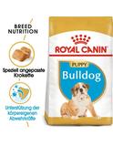 Bulldog Puppy 12 kg