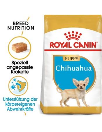 Chihuahua Puppy 1,5 kg