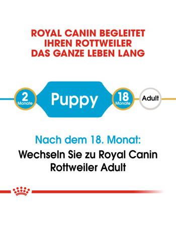 Rottweiler Puppy 12 kg