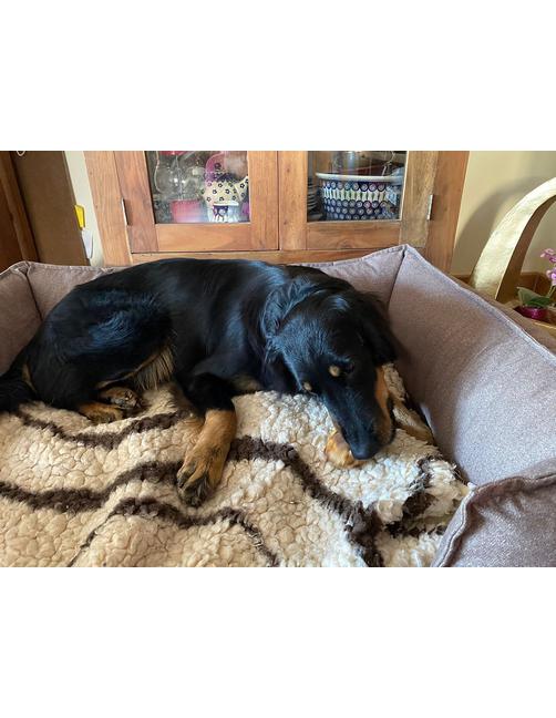 Rinder-Kniescheibe 500 g