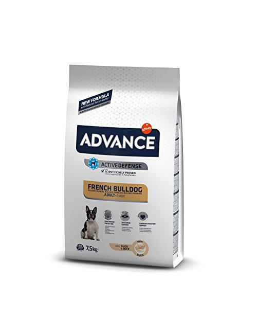 French Bulldog 7,5 kg