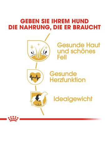 Golden Retriever Adult 3 kg