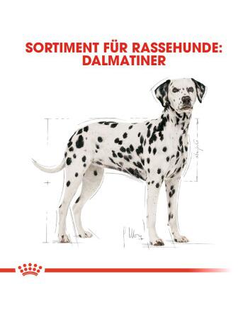Dalmatian Adult 12 kg