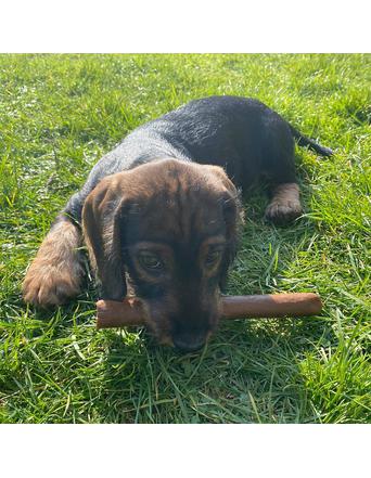 Haustier-Schlaraffenland Snacks von Haustier-Schlaraffenland Truthahn-Zigarre