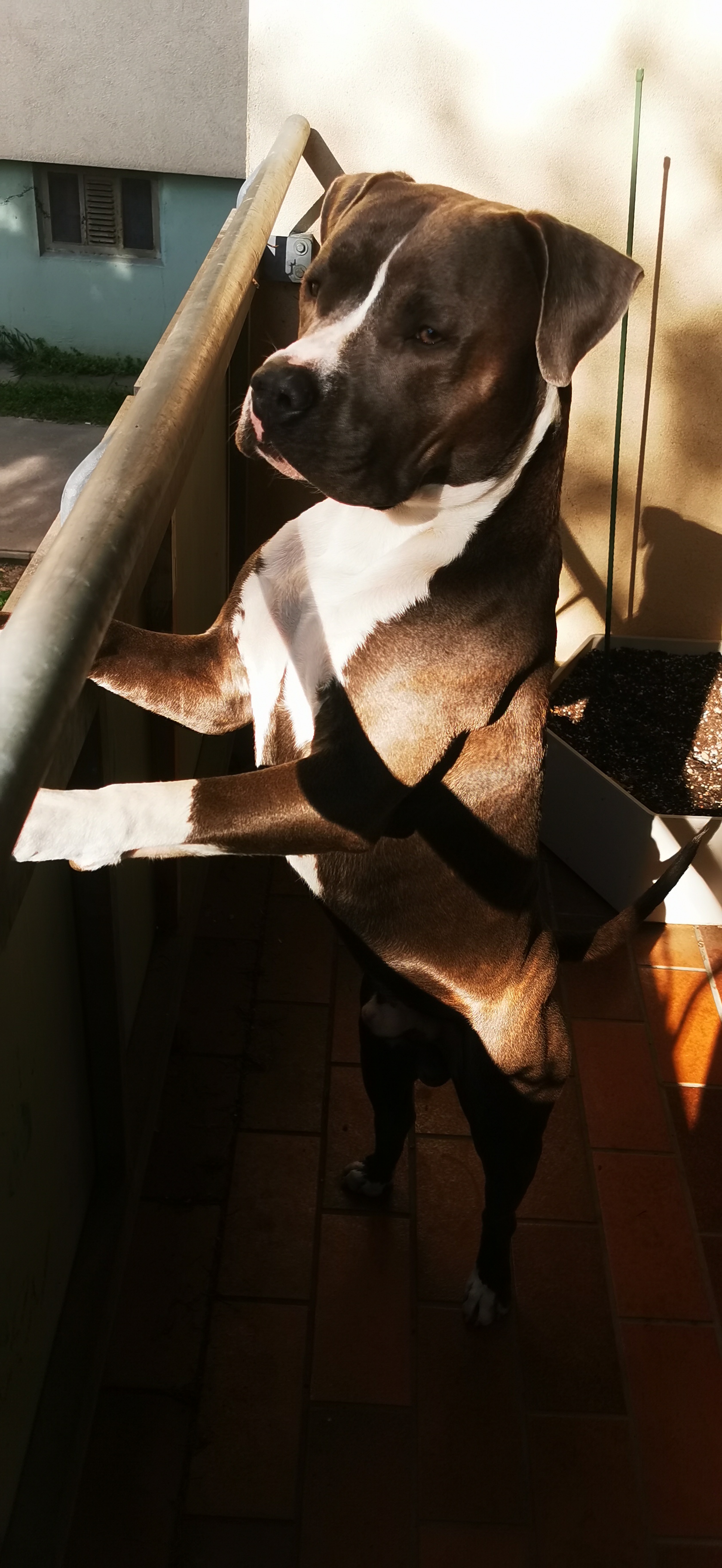 Sibel sandra - Platinum