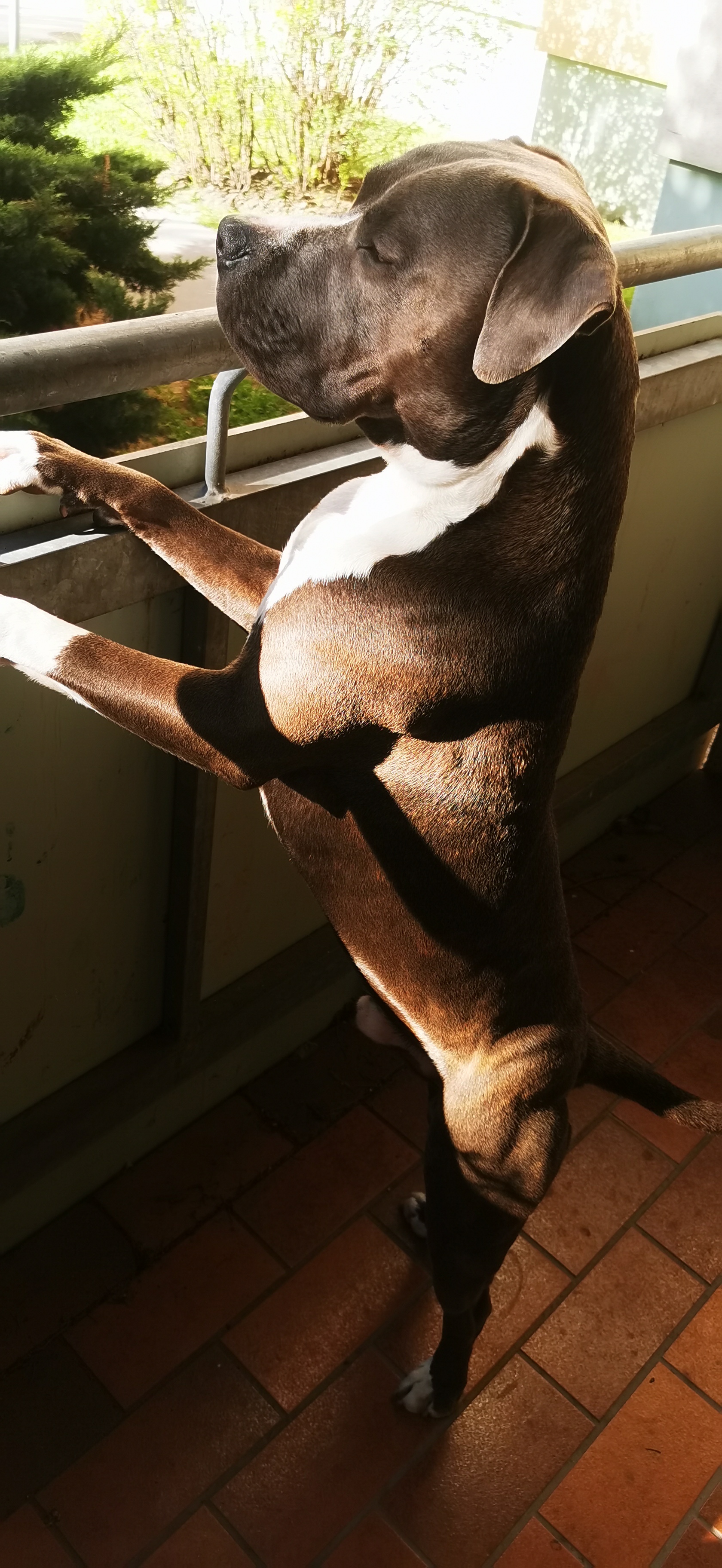 Sibel sandra - Belcando