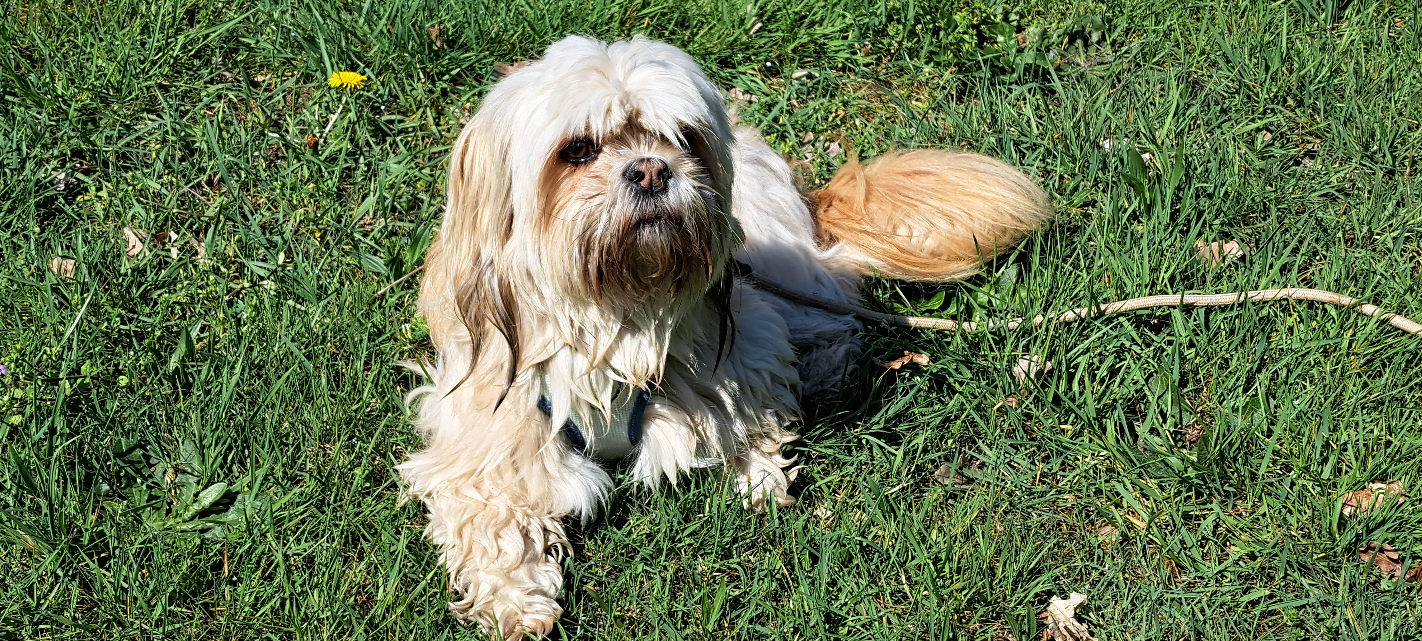 Christine - Platinum