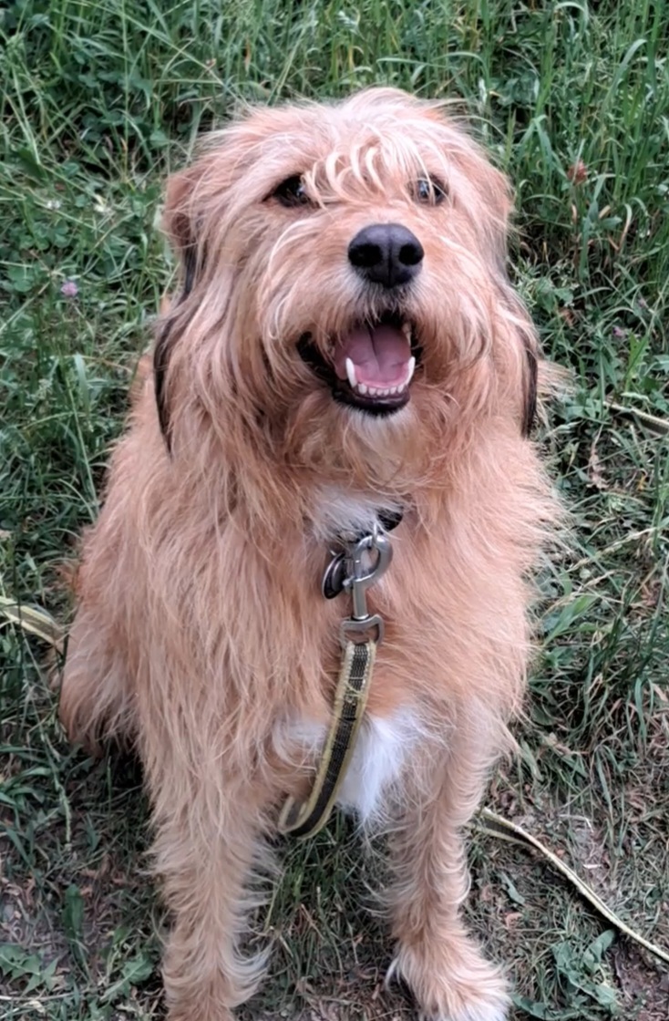 Gabriele - Happy Dog