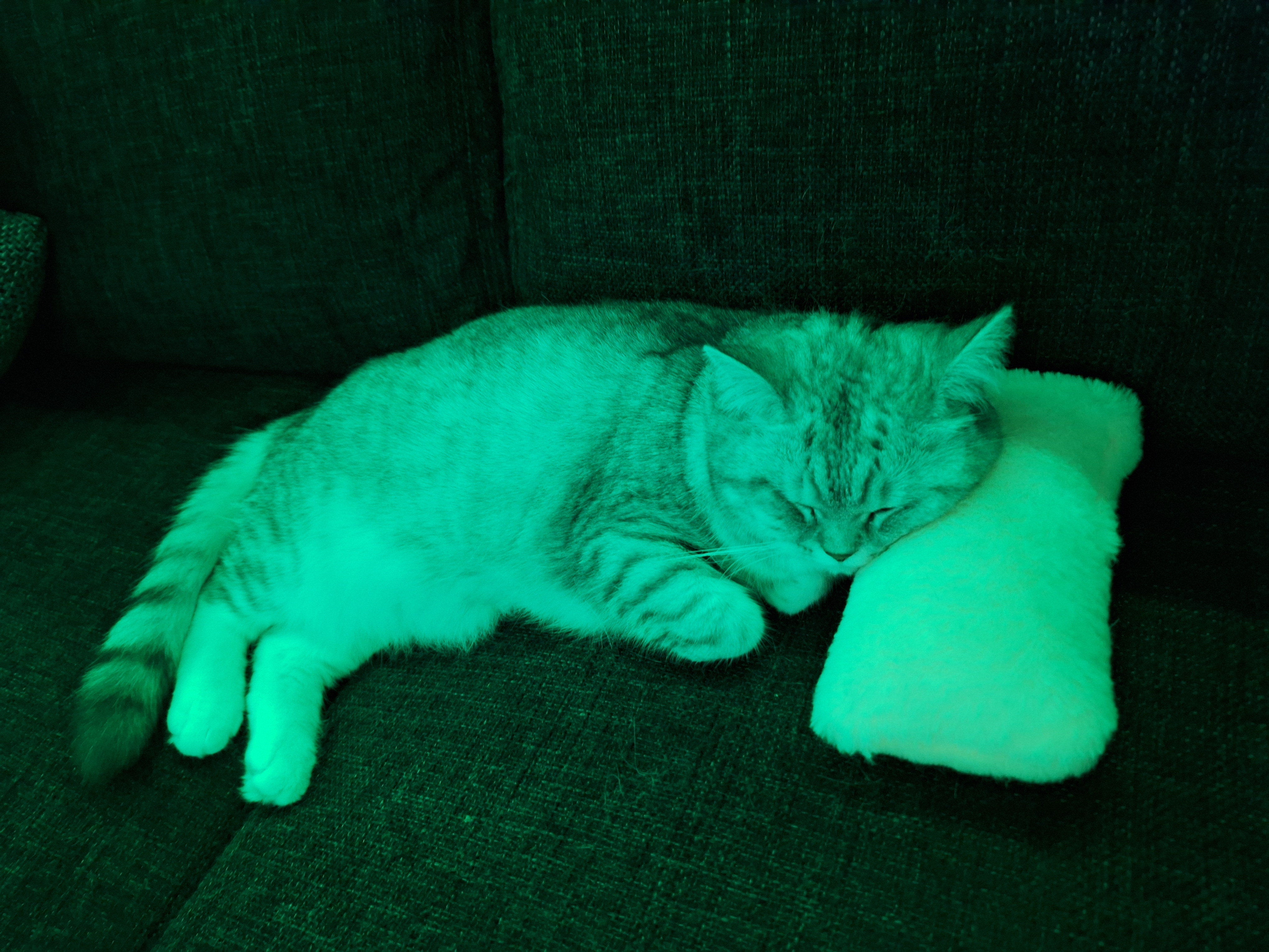 Laura-jane - Leonardo