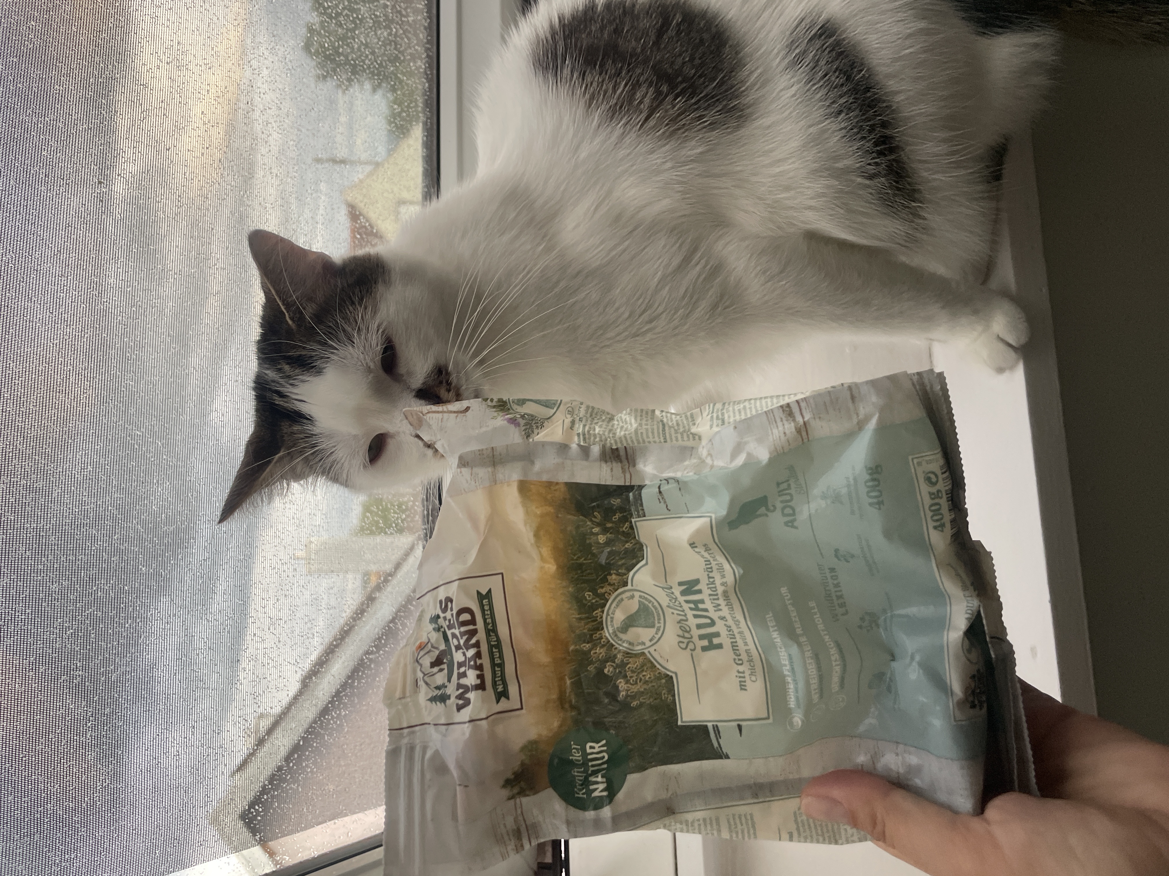 Kseniia - Wildes Land