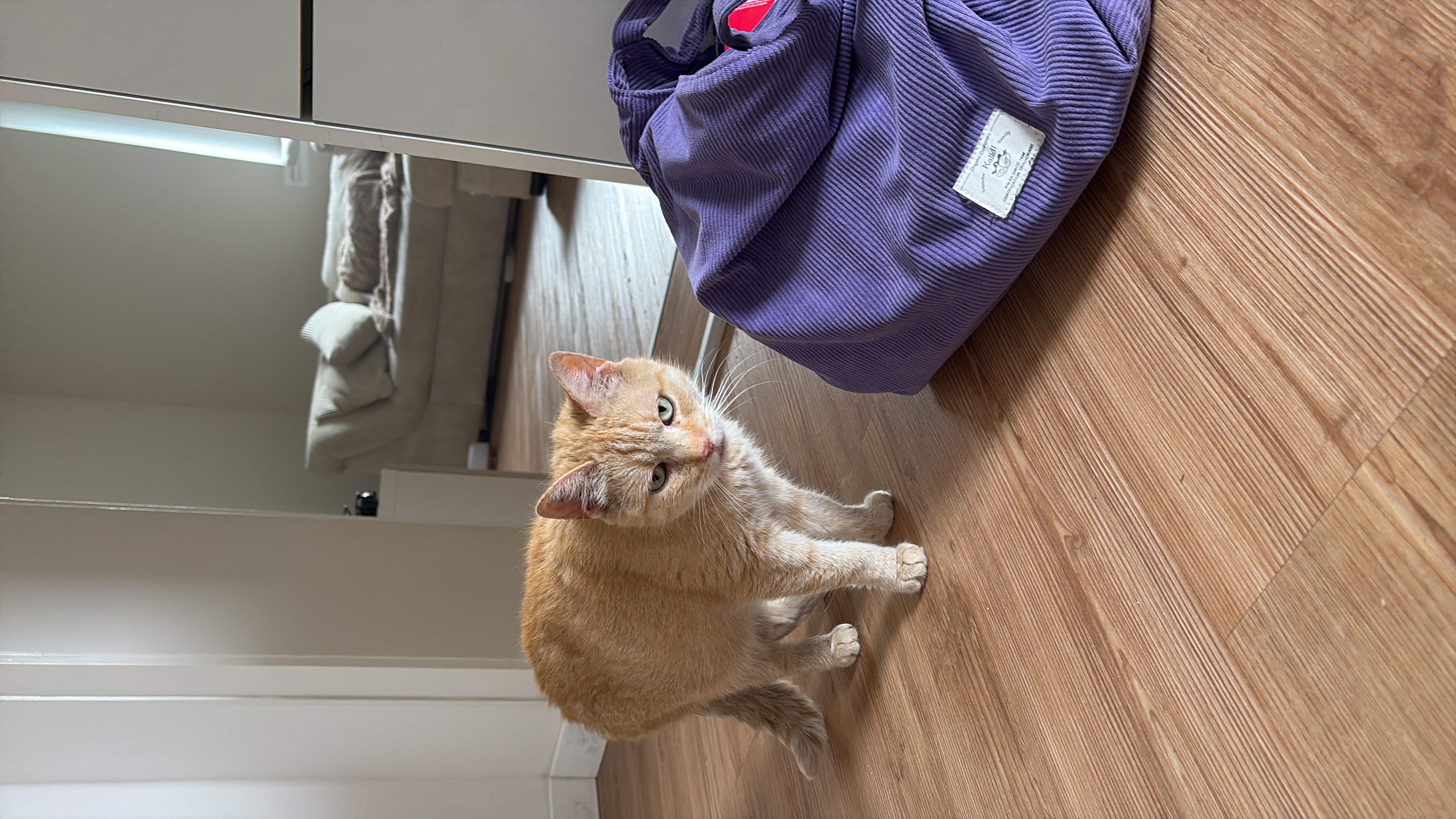 Lilian - Terra Felis