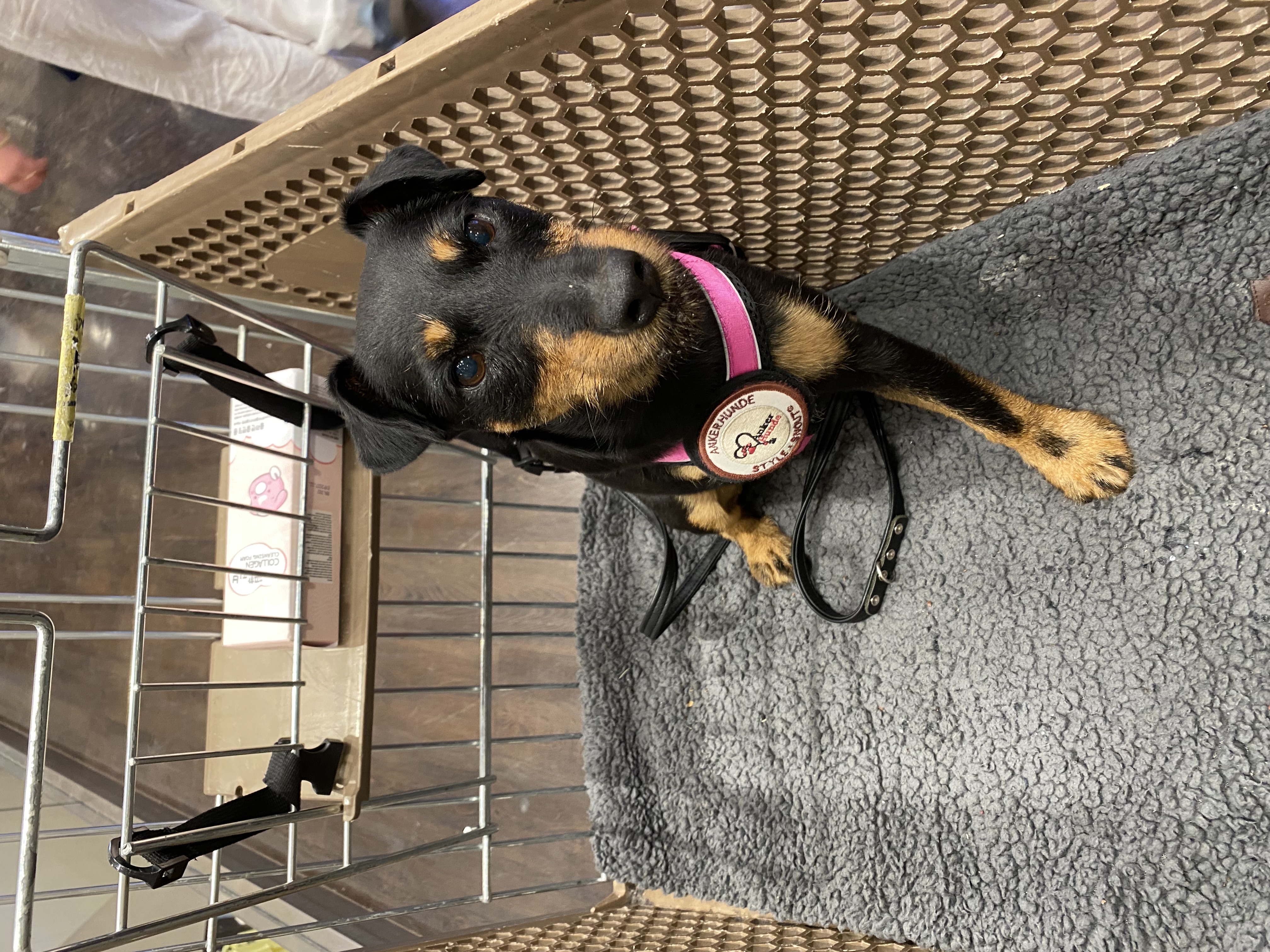 Franziska - Platinum