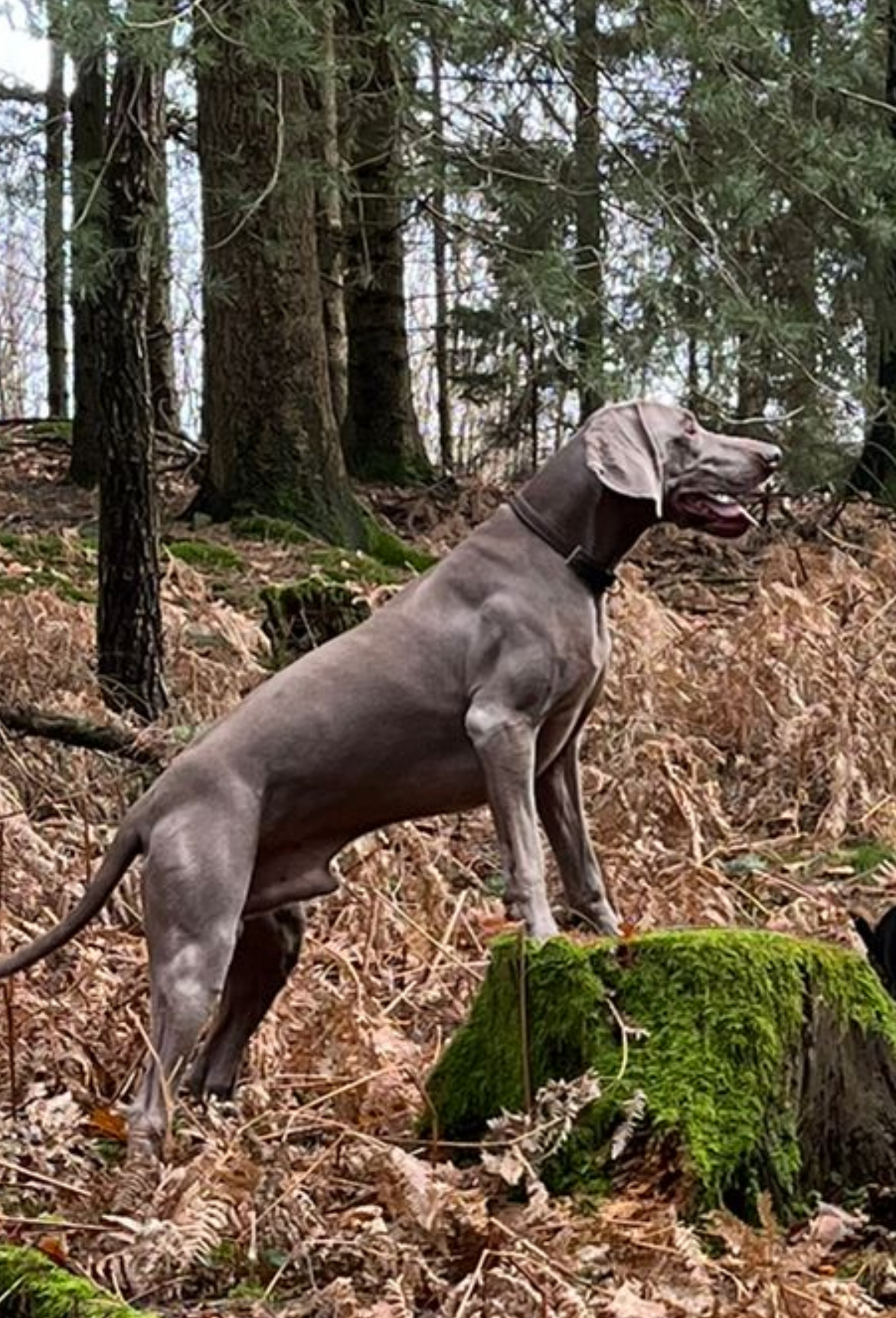 Mariechen - Platinum