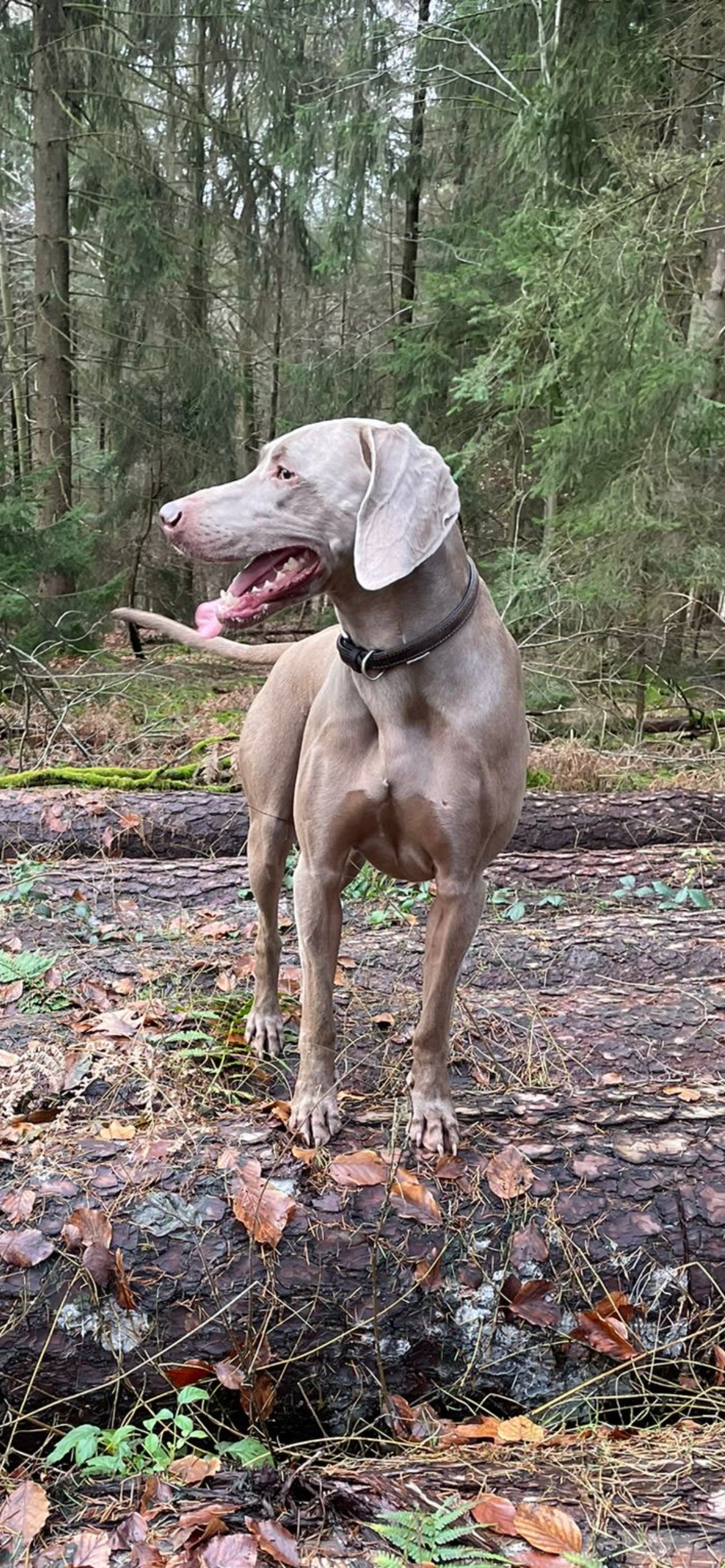 Mariechen - Happy Dog