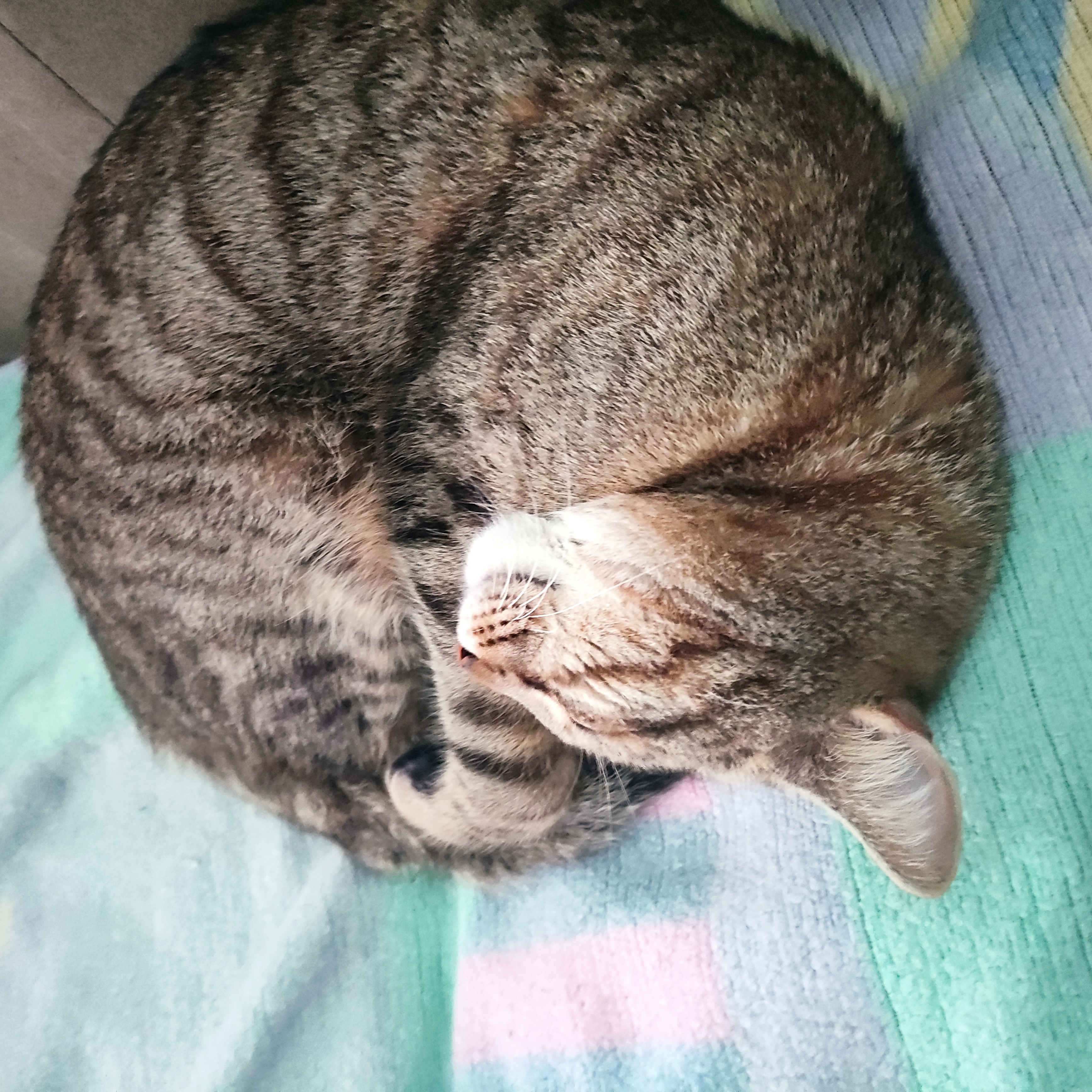 Kerstin - Terra Felis