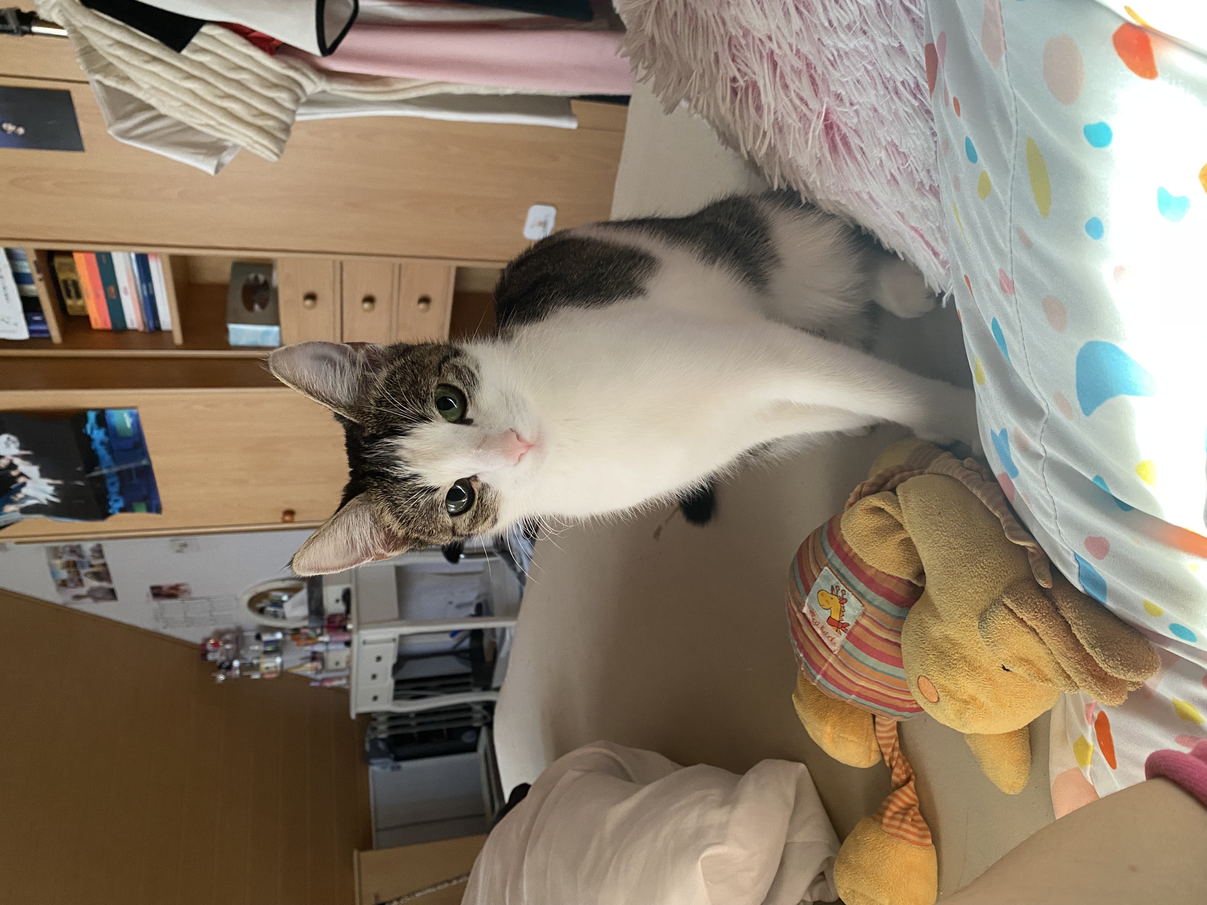 Mevlyde - Terra Felis