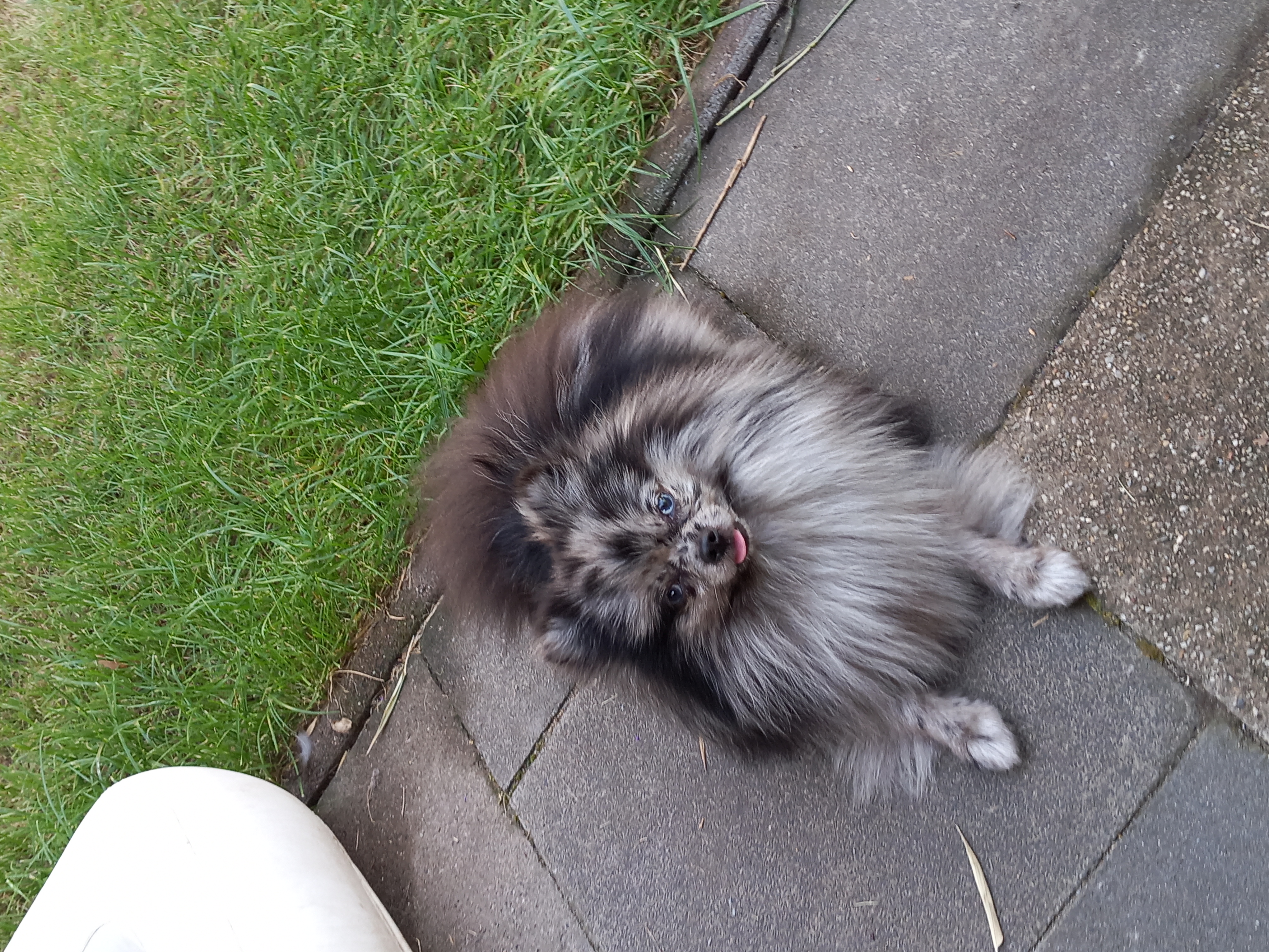 Bianca - Terra Canis