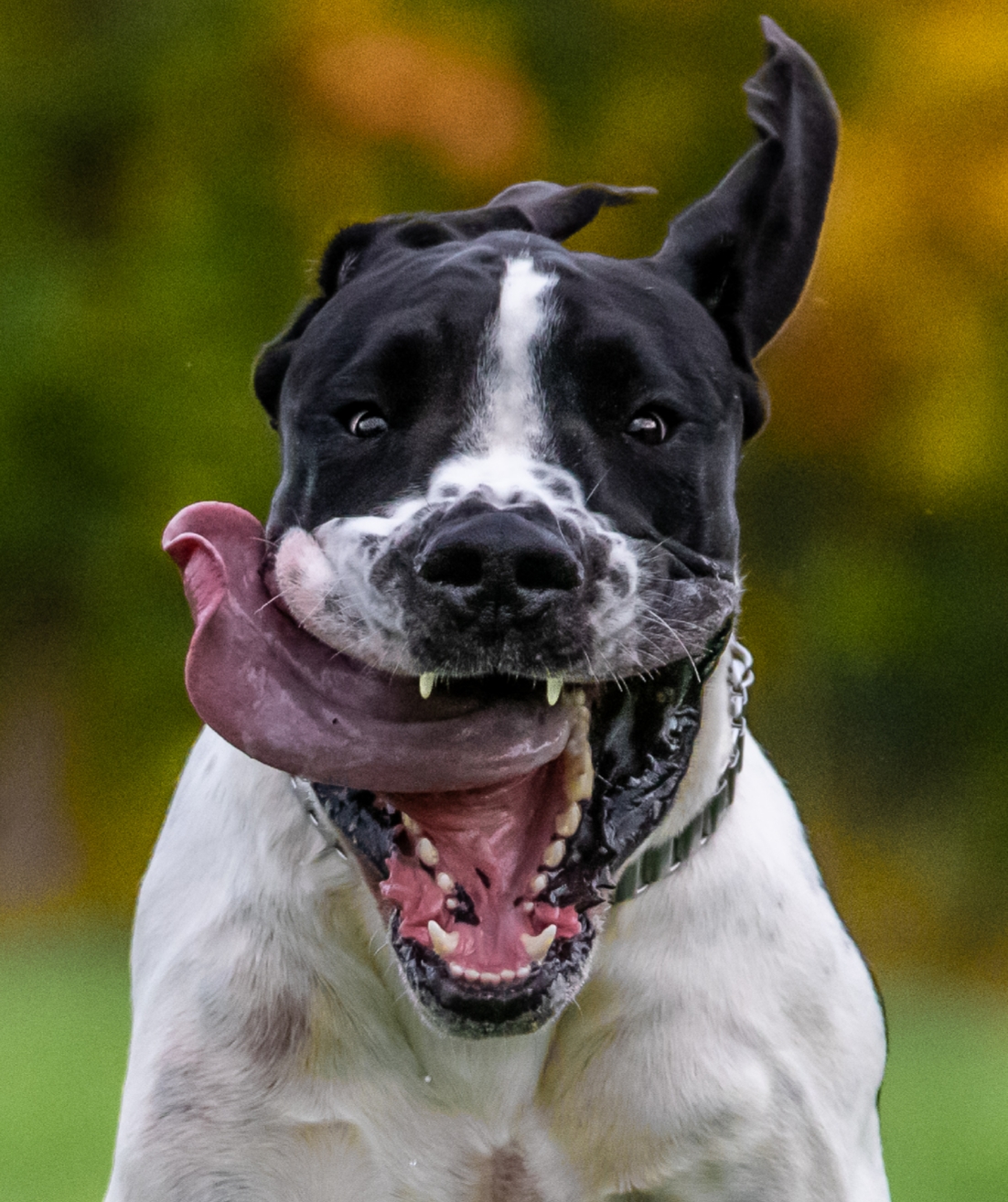 Britta - Terra Canis