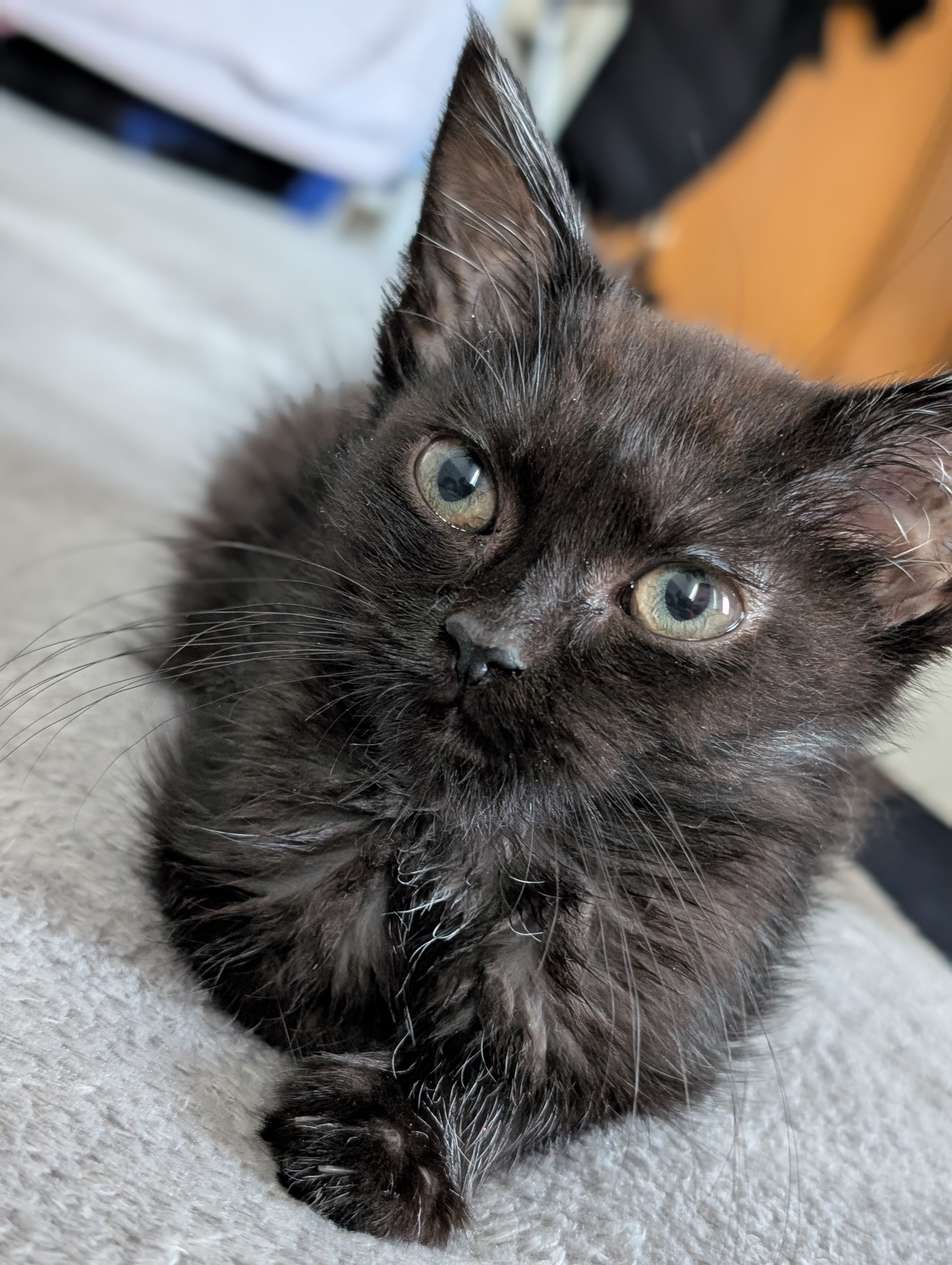 Michelle - Terra Felis