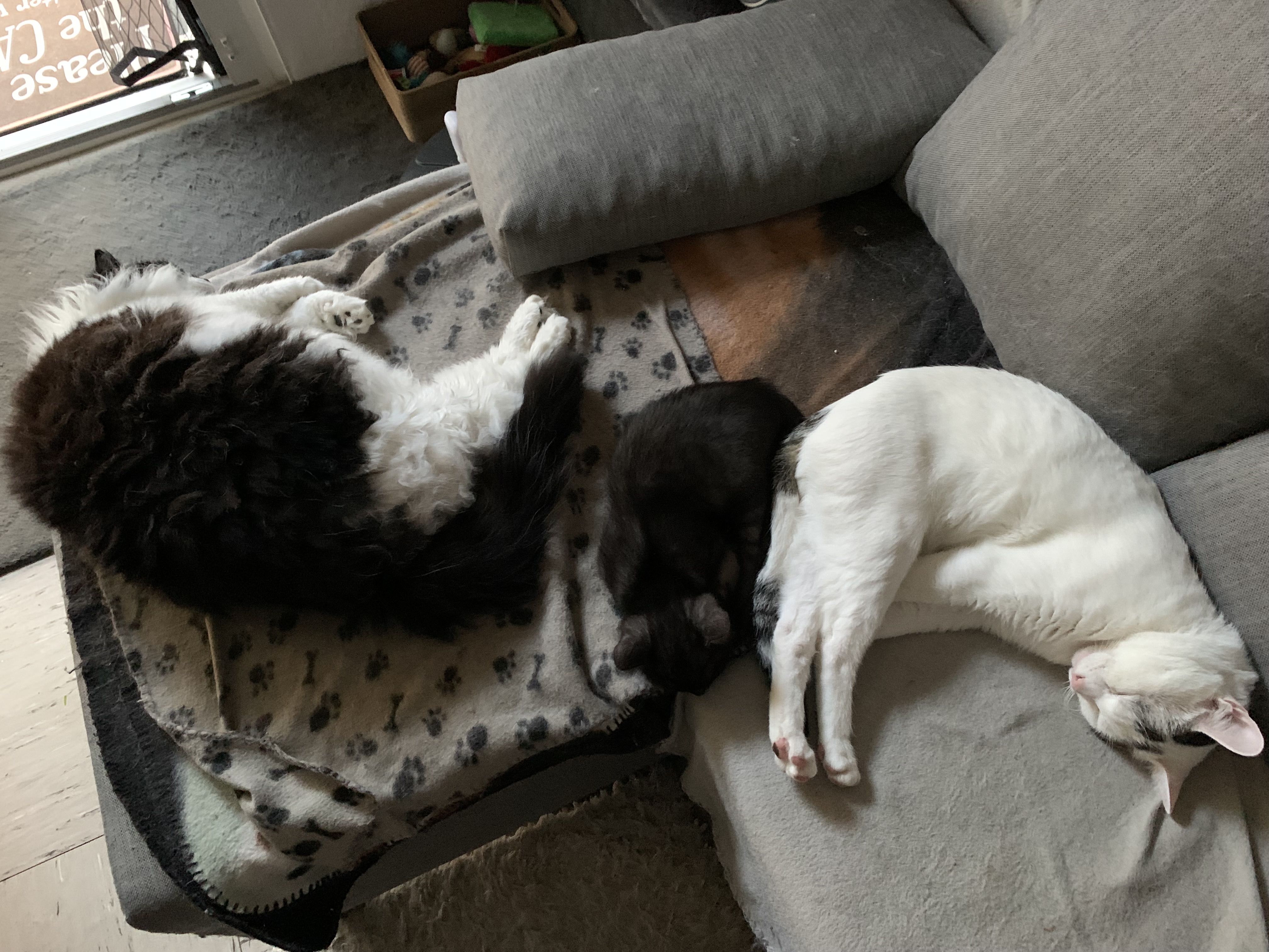 Desiree - Terra Felis