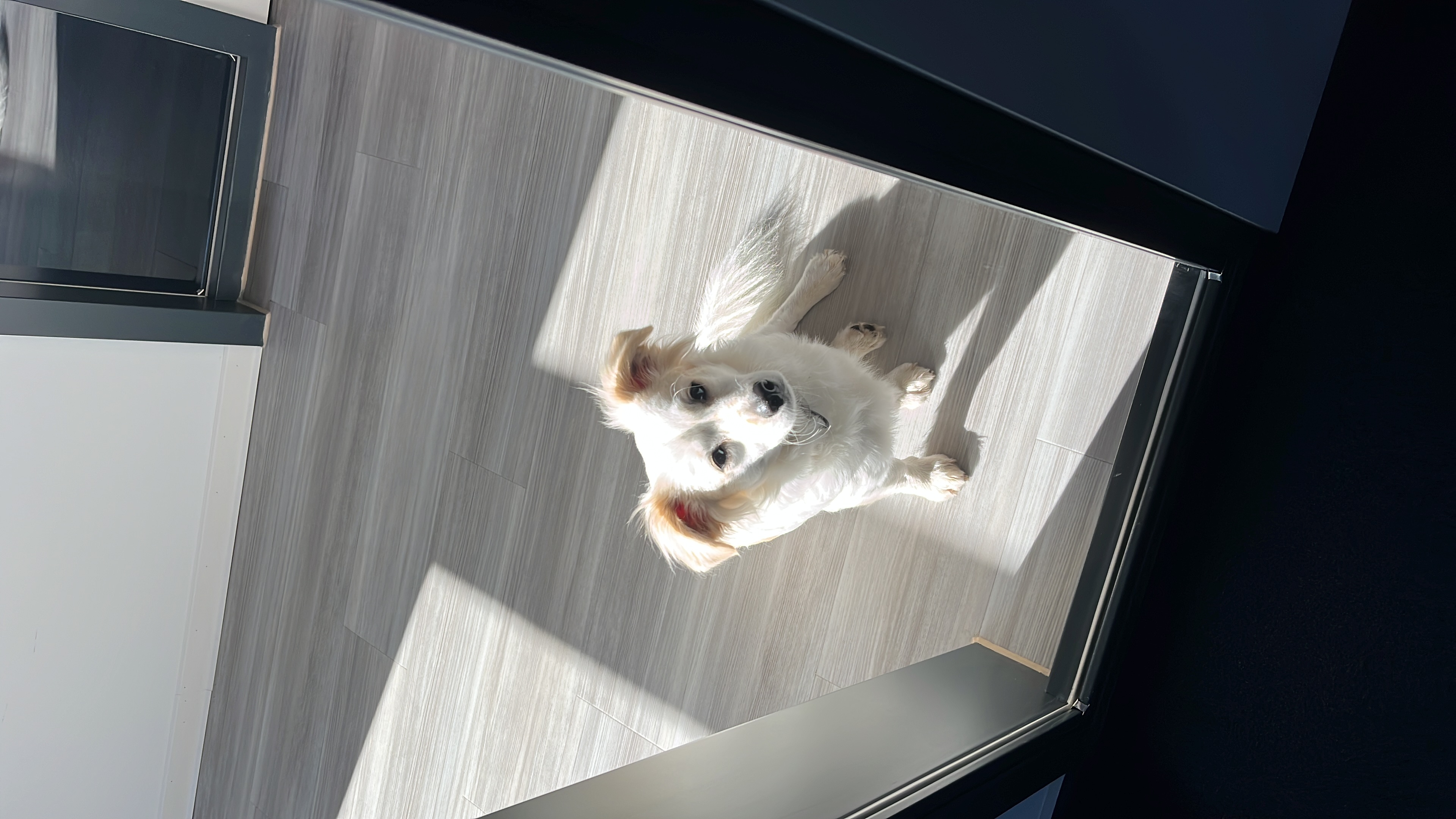 Christina - Terra Canis