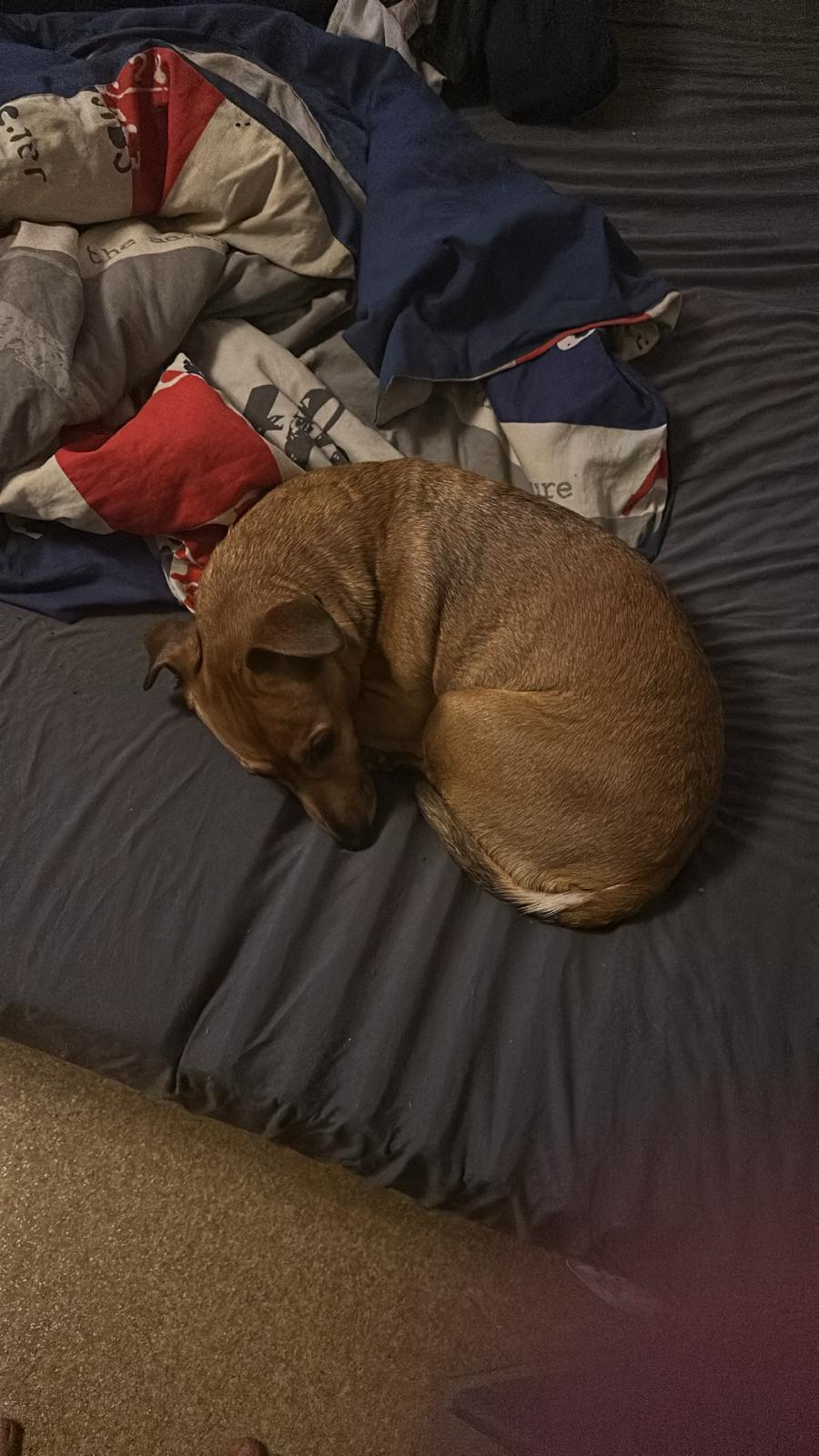 Rosi Voß - Happy Dog