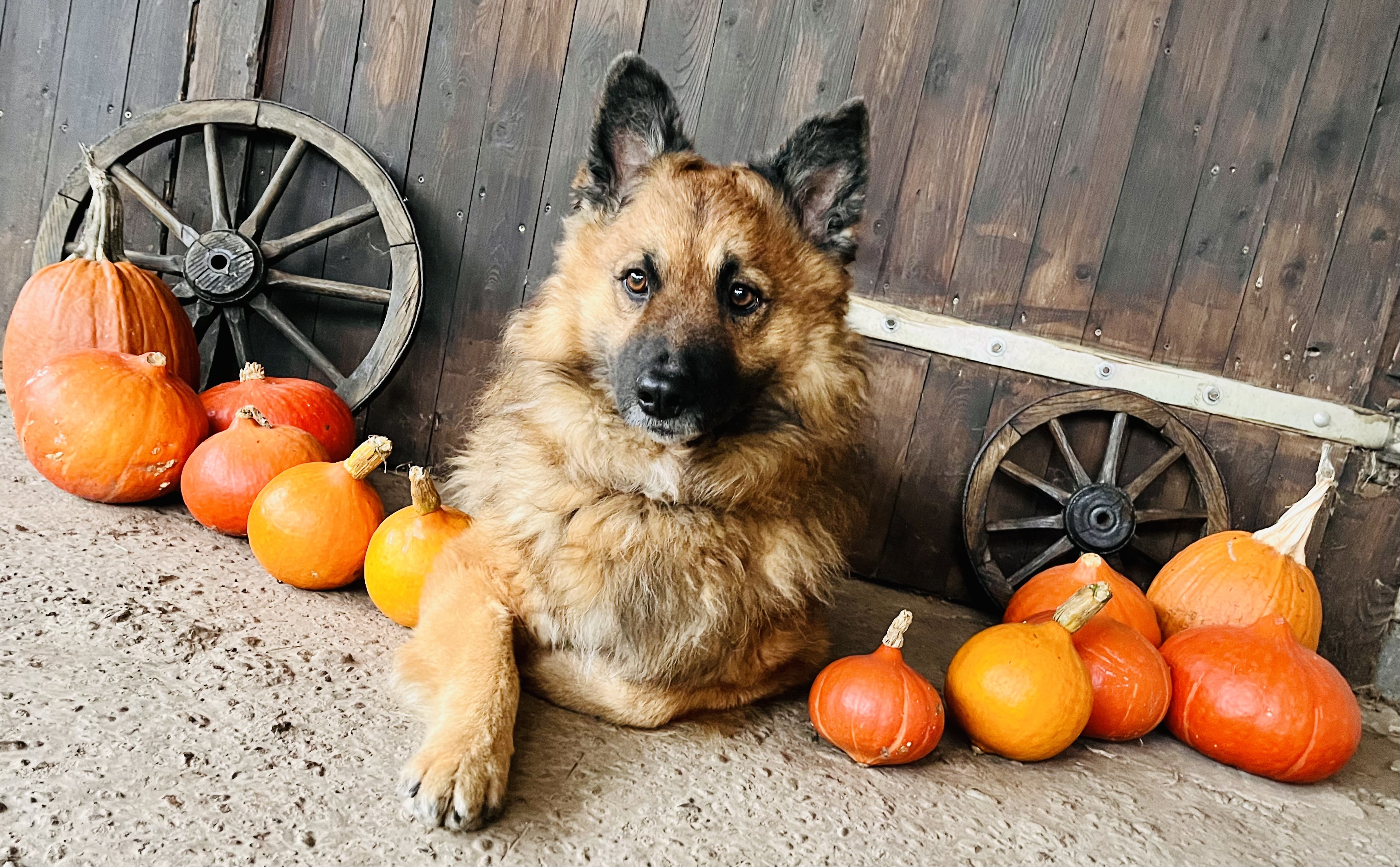 Angelique - Platinum