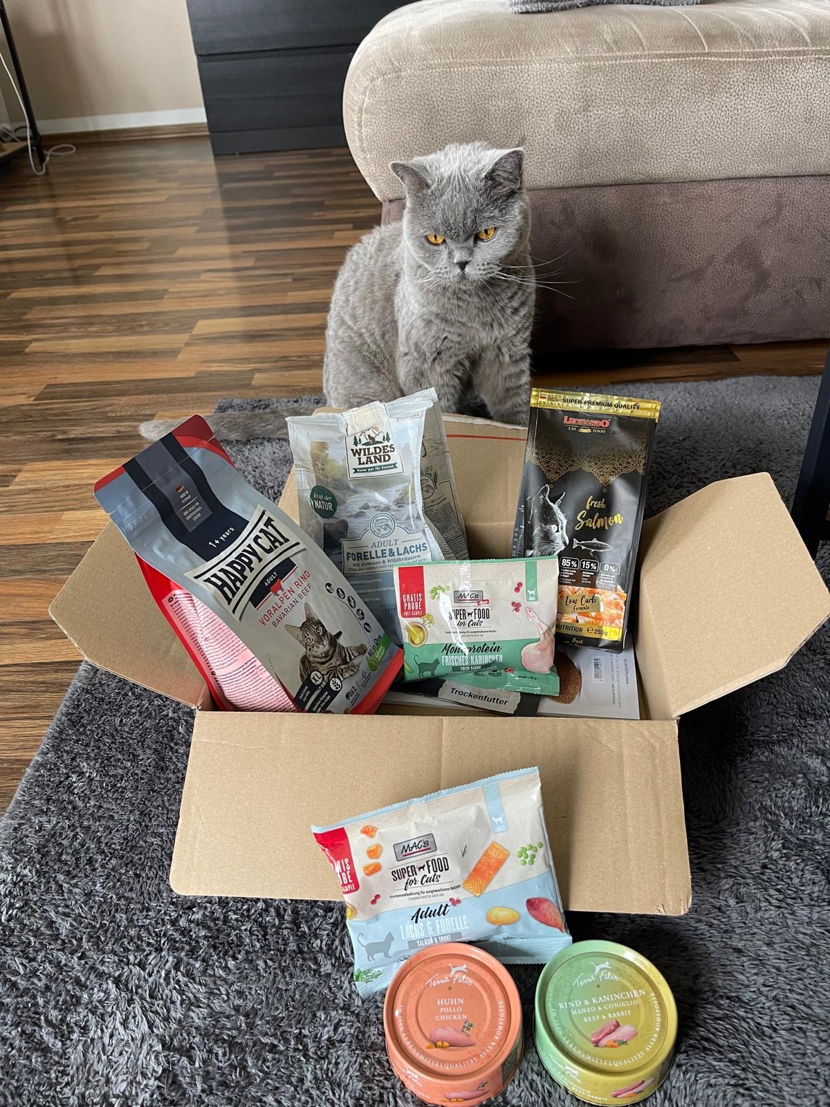 Clarissa - Terra Felis